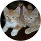 Fulya D. profil fotoğrafı