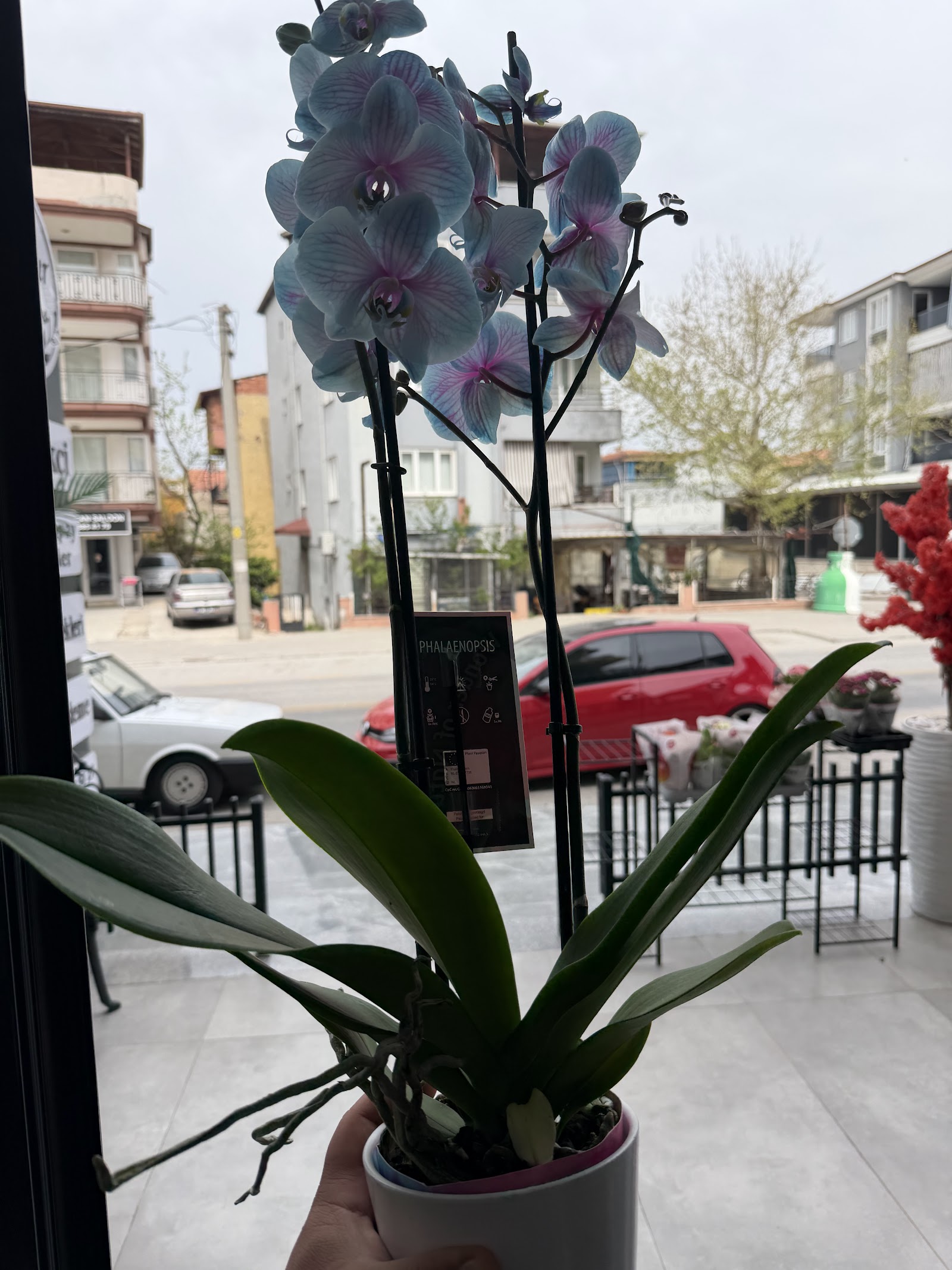 İlknur Flowers